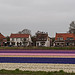 Nederland+-+LENTE+bollenvelden+Flicker+f