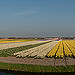 Nederland+-+LENTE+Flickerfoto+012.jpg